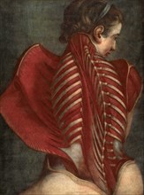 LAnge anatomique, The Anatomical Angel, or Dissection of a Womans Back, Muscles, Ribs, Anatomy, Historical, Digitally restored reproduction of an original from the period