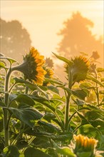 Sunflowers at sunrise, Gechingen, Germany, Europe