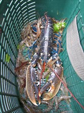 Breton lobster and shrimps in a fishing basket