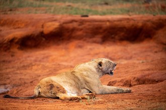 Female lions lie in the red earth after eating and resting. The sleeping lions are in Tsavo National Park, Kenya, East Africa, Africa