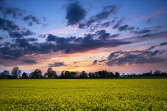 Landscape in spring, a yellow flowering rape field, evening, sunset with orange and red in the clouds in the sky, Baden-Wuerttemberg, Germany, Europe