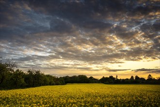 Landscape in spring, a yellow flowering rape field at sunset, Baden-Wuerttemberg, Germany, Europe