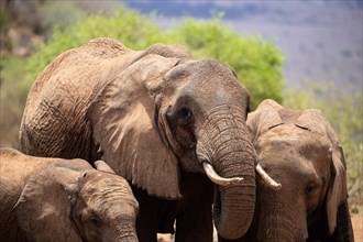 Herd of elephants, red elephants Elephants. In focus a bull in Tsavo National Park, Kenya, East Africa, Africa