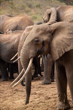 Herd of elephants, red elephants Elephants. In focus a bull in Tsavo National Park, Kenya, East Africa, Africa
