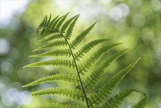 Fern leaf in the forest in spring.Alsace, France, Europe