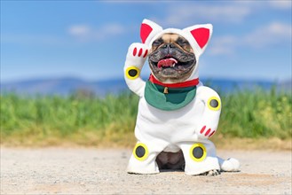Happy smiling French Bulldog dog dressed up with traditional Japanese so called Maneki Neko winking lucky cat Halloween costume with one fake arm raised