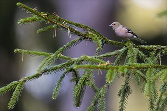 Common chaffinch