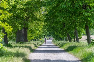 Historic linden avenue, Bornimer Feldflur, Bornstedt, Potsdam, Brandenburg, Germany, Europe