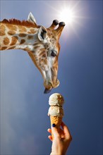 Giraffe licking ice cream, blue sky, sun, funny