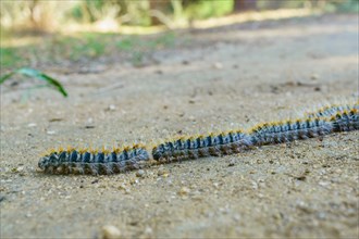 Group of processionary caterpillars in a row dangerous pest for animals and plants