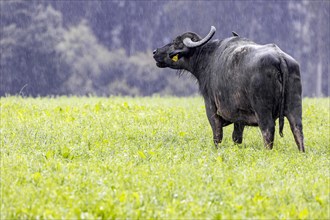 Alb buffalo in the rain, pasture on the Swabian Alb, Meidelstetten, Hohenstein, Baden-Wuerttemberg, Germany, Europe