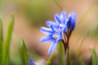 Common star hyacinth