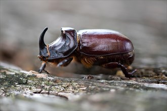 European rhinoceros beetle