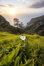 White zantedeschia, Calla, Evening mood, Greetings landscape at cliff, Sea and coast, Viewpoint Miradouro da Raposeira, Madeira, Portugal, Europe