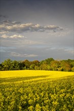 Landscape in spring, a yellow flowering rape field at golden hour in the evening after a rain shower, Baden-Wuerttemberg, Germany, Europe
