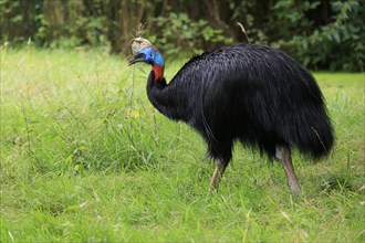 Northern cassowary