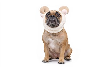Sitting French Bulldog dog wearing fluffy cute sheep ears and horns headband costume