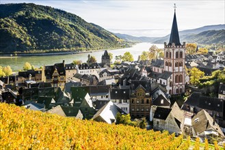 Vineyards and town, St. Peters Parish Church, Bacharach, Upper Middle Rhine Valley, UNESCO World Heritage Site, Rhine, Rhineland-Palatinate, Germany, Europe