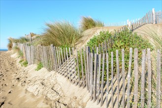 Protection of the sand dunes in the Camargue, Espiguette beach. Le Grau du Roi, Provence-Alpes-Cote dAzur, France, Europe