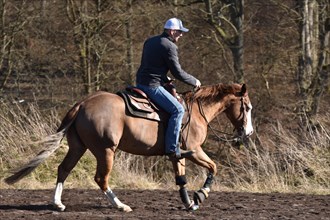 Training a western horse of the breed American Quarter Horse in canter on a riding arena in winter, Rhineland-Palatinate, Germany, Europe