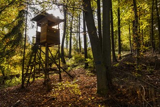 Autumn, raised hide, deciduous forests near Diez, Rhineland-Palatinate