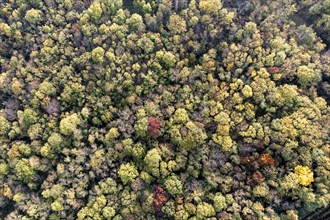 Autumn landscape, forest, aerial view, Weinviertel, Hadres, Lower Austria, Austria, Europe