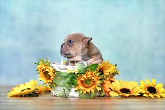 Tiny French Bulldog dog puppy in white basket with sunflowers in front of blue wall
