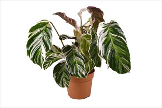 Tropical Calathea White Fusion Prayer Plant houseplant in flower pot isolated on white background