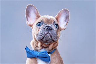 Portrait of blue red fawn French Bulldog dog puppy with blue bow tie