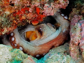 Portrait of common octopus