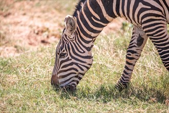 Zebra in the green grass of the savannah of East Africa. Zebra running through Tsavo National Park in Kenya. Taken on a safari. in the background are springboks