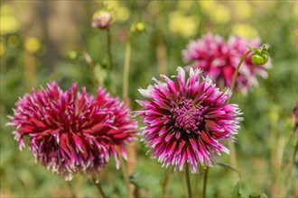 Dahlia flowers growing in a French garden park. Selestat, Alsace, France, Europe