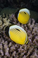 Two Red Sea ribbed butterflyfish