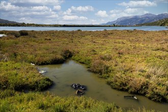 Environmental pollution in the wetland on the Butrinti peninsula, Ksamil, Albania, Europe
