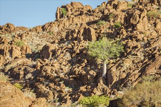 Green trees grow between orange rocks and boulders on a hill side. The rocks glow beautifully in the late afternoon sun. Damaraland, Namibia, Africa