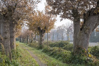 Cultural Monument Kloppendiek, The Kloppendiek, a path with centuries-old oaks, presumably the old processional route of the Catholics who went on pilgrimage from Groenlo and Eibergen in the Netherlan...