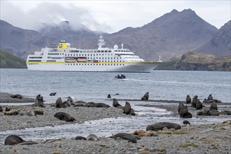 Cruise Ship with Sea Bears Stromness Bay South Georgia