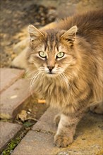 Another portrait of the homeless street cat