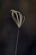 Close-up of a grass blade displaying its fine structure on dark background. Hwange National Park, Zimbabwe, Africa