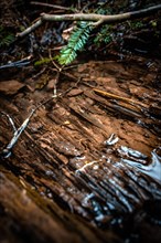 Puddle in the forest, Black Forest, Xanderklinge, Calw, Germany, Europe