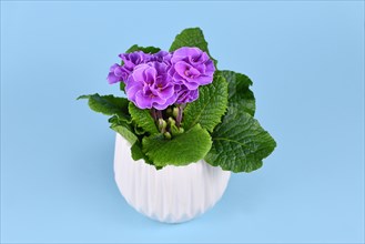 Violet double primrose in white flower pot on blue background