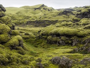Mossy volcanic landscape, Tjarnargigur, Laki crater landscape, Highlands, South Iceland, Suourland, Iceland, Europe