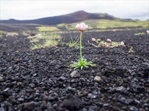 Flower growing out of lava scree, Tjarnargigur, Laki Crater Landscape, Highlands, South Iceland, Suourland, Iceland, Europe