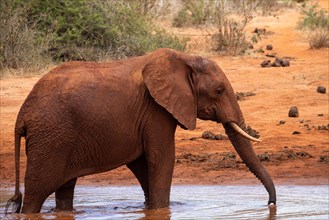 A lone elephant in the savannah at a watering hole in Tsavo National Park, Kenya, East Africa, Africa