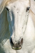 Camargue horse portrait in a pasture in the Camargue National Park. Provence-Alpes-Cote dAzur, France, Europe