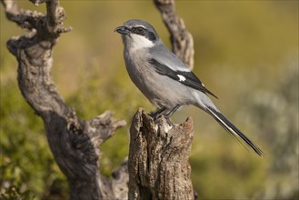 Southern grey shrike