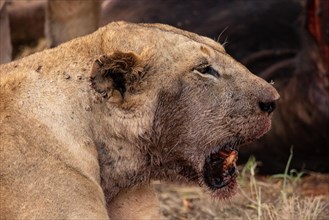 A lion eats a previously hunted water buffalo in the savannah. Beautiful detailed image of a female lion in Tsavo East National Park, Kenya, East Africa, Africa