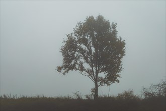 Single tree during the foggy day