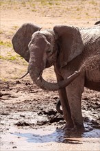 Elephant splashing itself with mud. Tsavo National Park, Kenya, East Africa, Africa