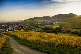 Village and autumn coloured vineyards, sunrise, Ebringen, near Freiburg im Breisgau, Markgraeflerland, Black Forest, Baden-Wuerttemberg, Germany, Europe